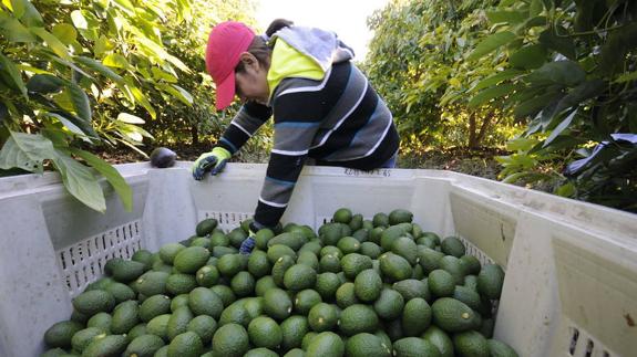 Security Guards Hired To Prevent Further Avocado Thefts In The Axarquía 